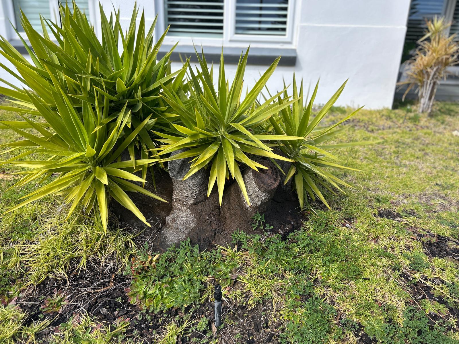 yucca tree removal